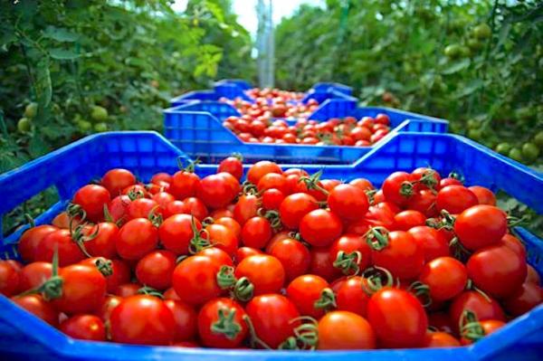 Mauritania and Al-Sharki cause tomato prices to decline in Moroccan markets