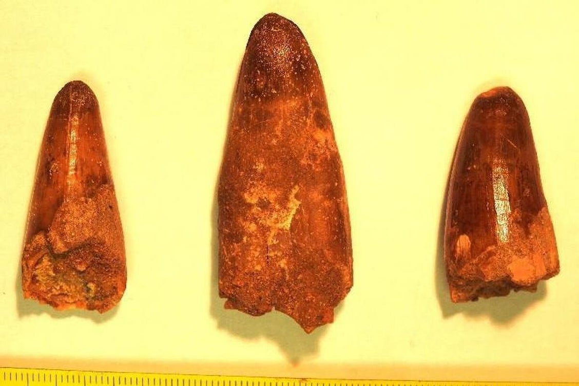 قصة استعادة المغرب لكنز عمره 72 مليون سنة